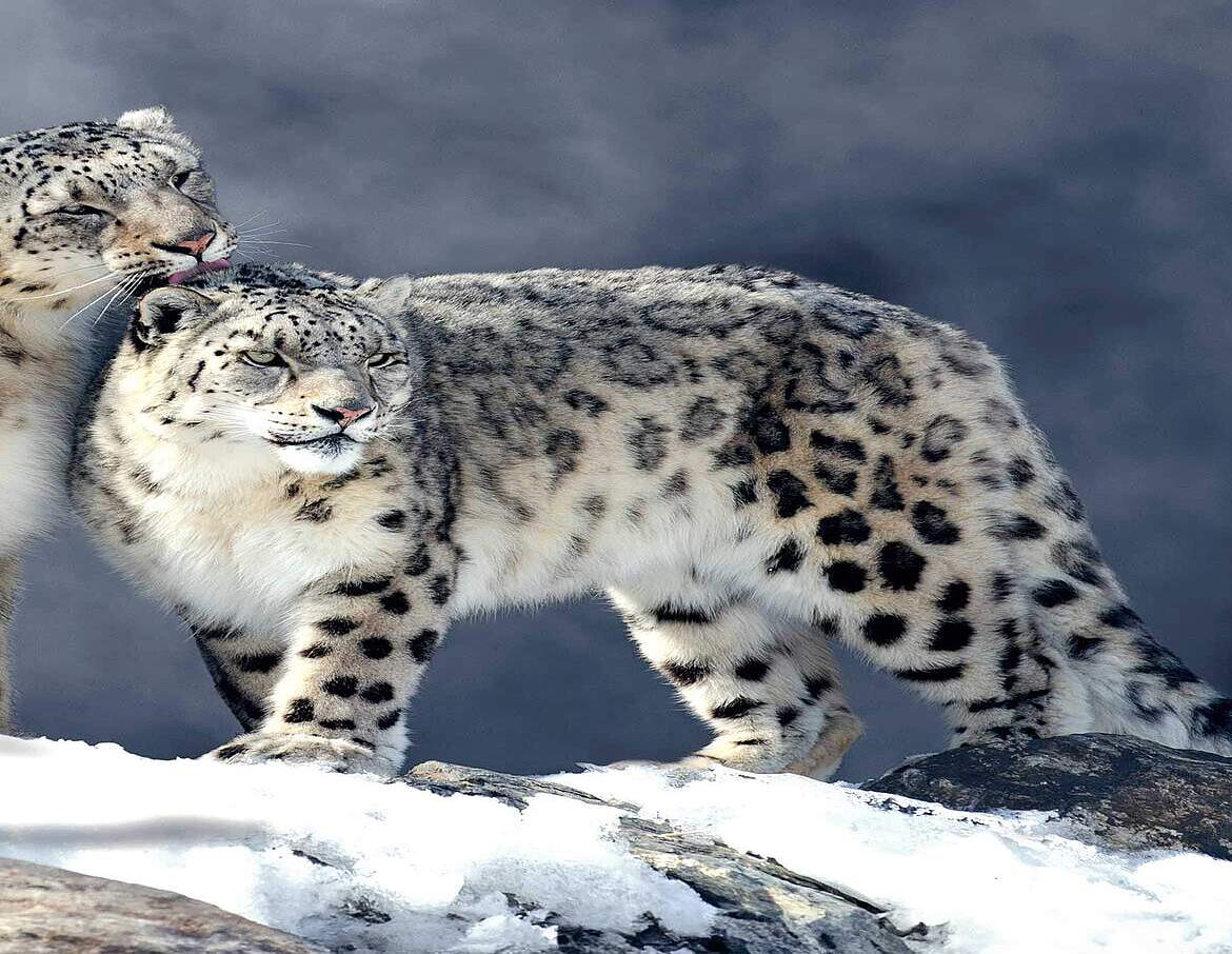 Paten Header Leopard © WWF