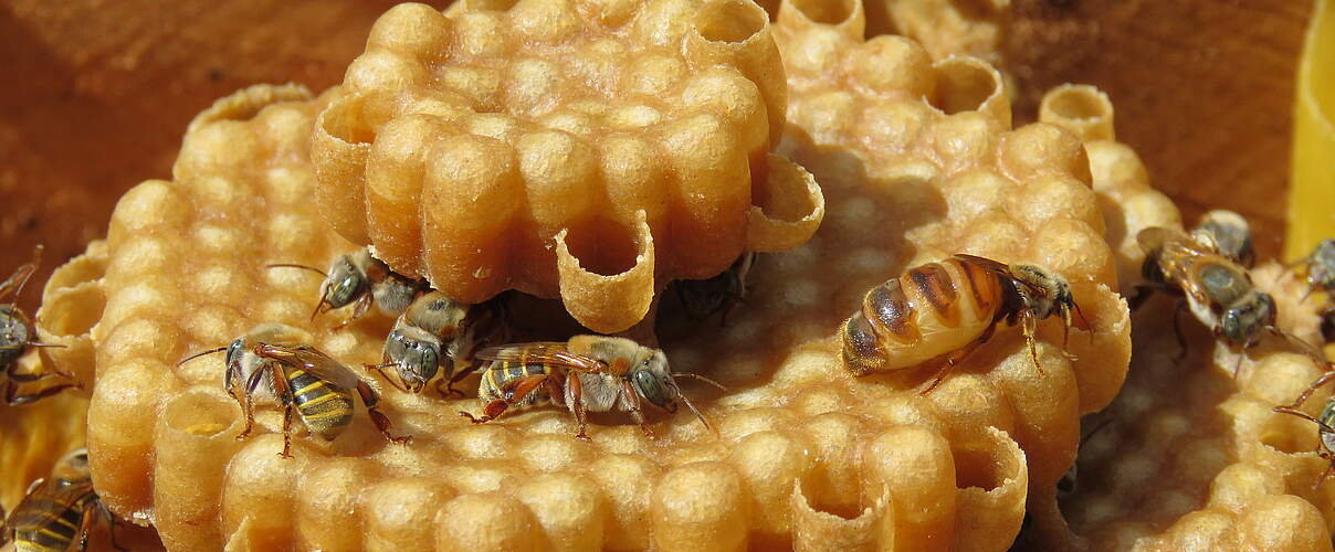 Stachellose Melipona Bienen © Samantha Sursock / iStock GettyImages