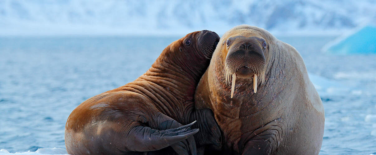 Eine Walrossmutter kuschelt mit ihrem Jungen auf einer Eisscholle in Norwegen.