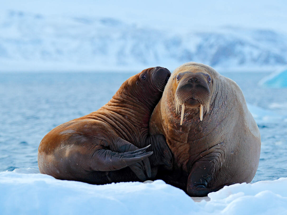 Eine Walrossmutter kuschelt mit ihrem Jungen auf einer Eisscholle in Norwegen.