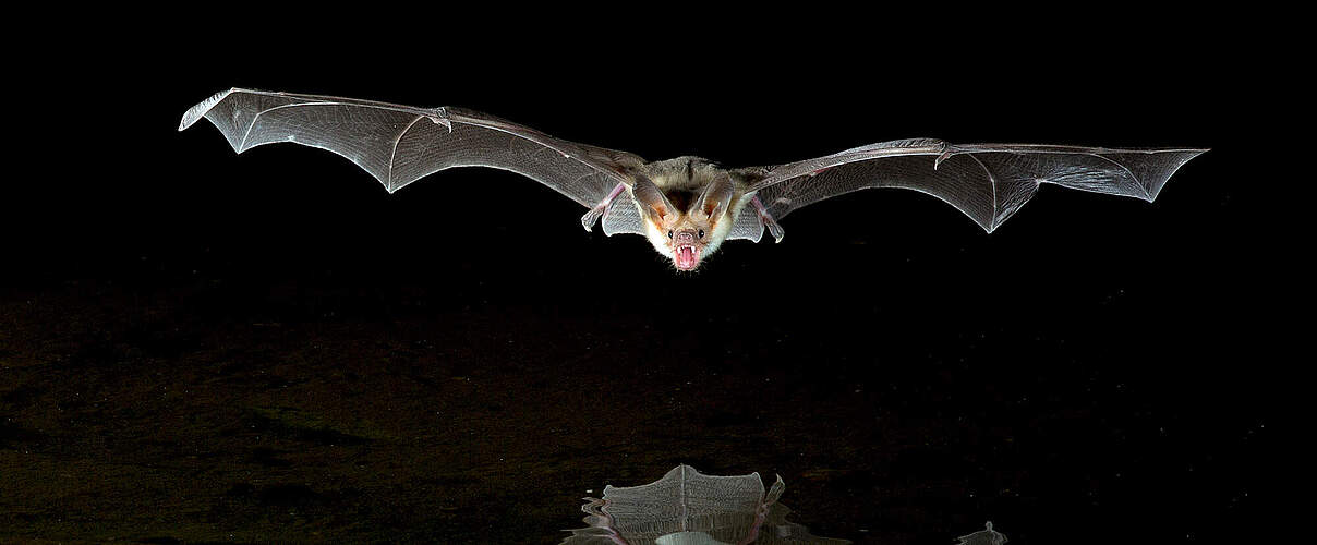 Wüstenfledermaus im Flug über einer Wasserfläche 