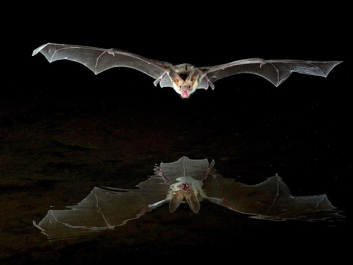 Wüstenfledermaus im Flug über einer Wasserfläche 