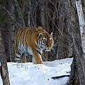 Amur Tiger in den Wäldern von Ost-Russland © Vladimir Medvedev / WWF