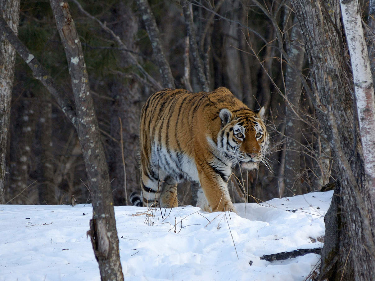 Amur Tiger in den Wäldern von Ost-Russland © Vladimir Medvedev / WWF
