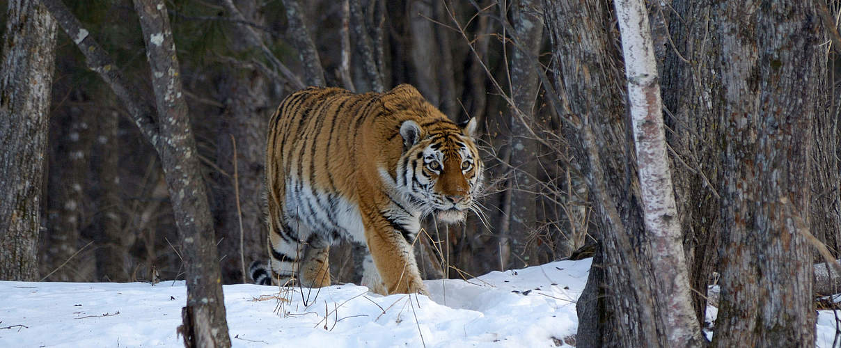 Amur Tiger in den Wäldern von Ost-Russland © Vladimir Medvedev / WWF