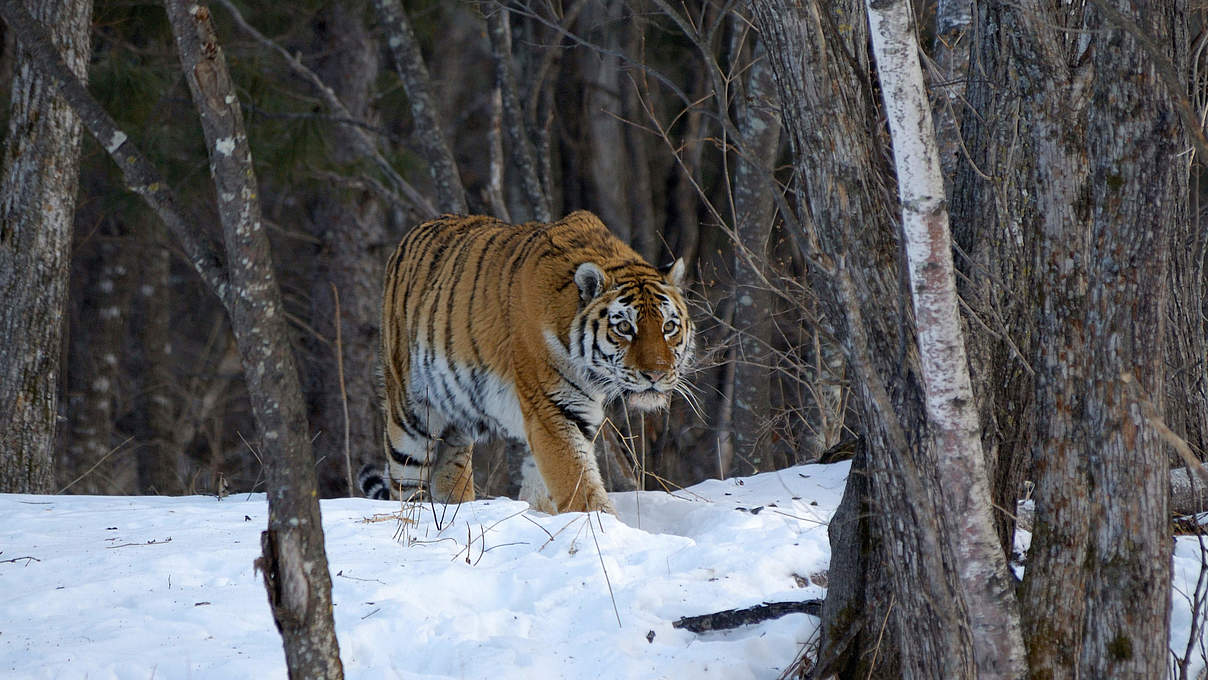 Amur Tiger in den Wäldern von Ost-Russland © Vladimir Medvedev / WWF