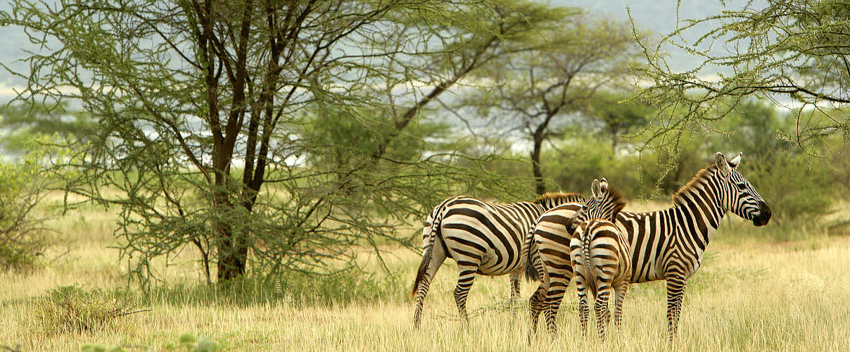 Zebras in Kenia © Brent Stirton / Getty Images