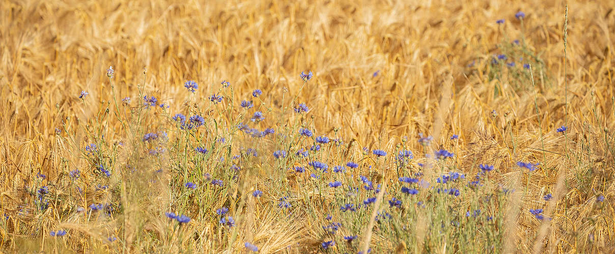 Kornblumen in der Braugerste © Sonja Ritter / WWF