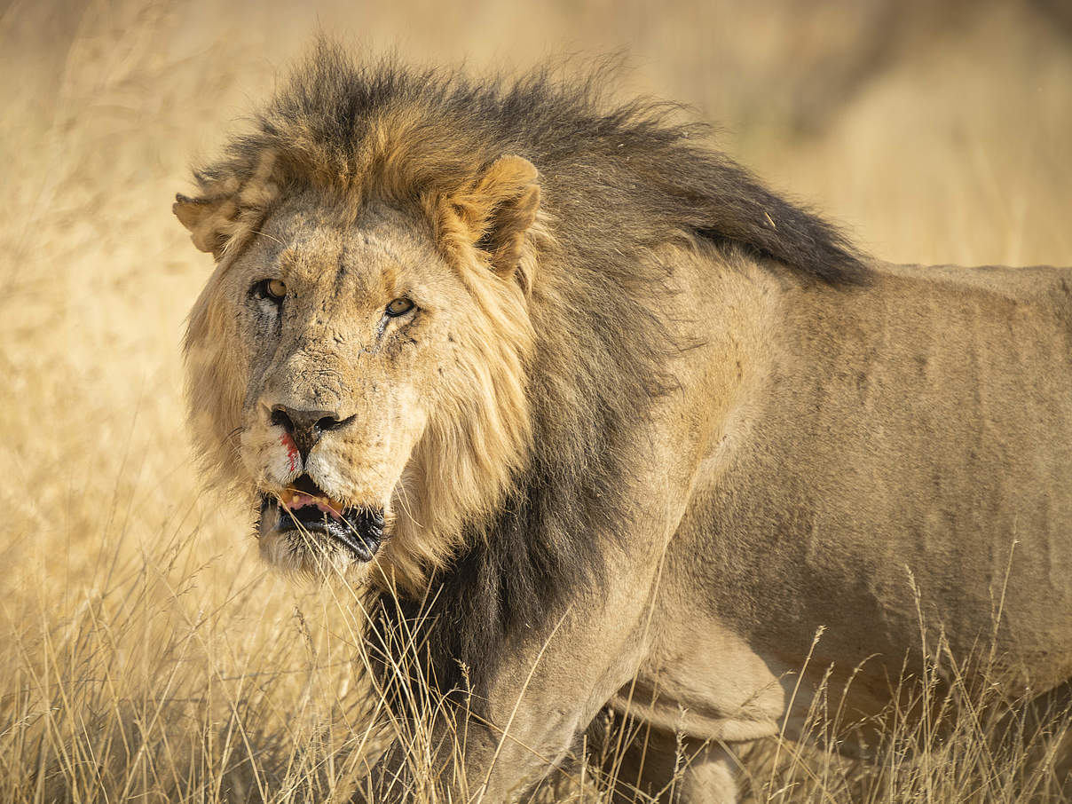 Löwe durchstreift das hohe Gras bei Hobatere, Namibia © CreativeLAB / WWF-US