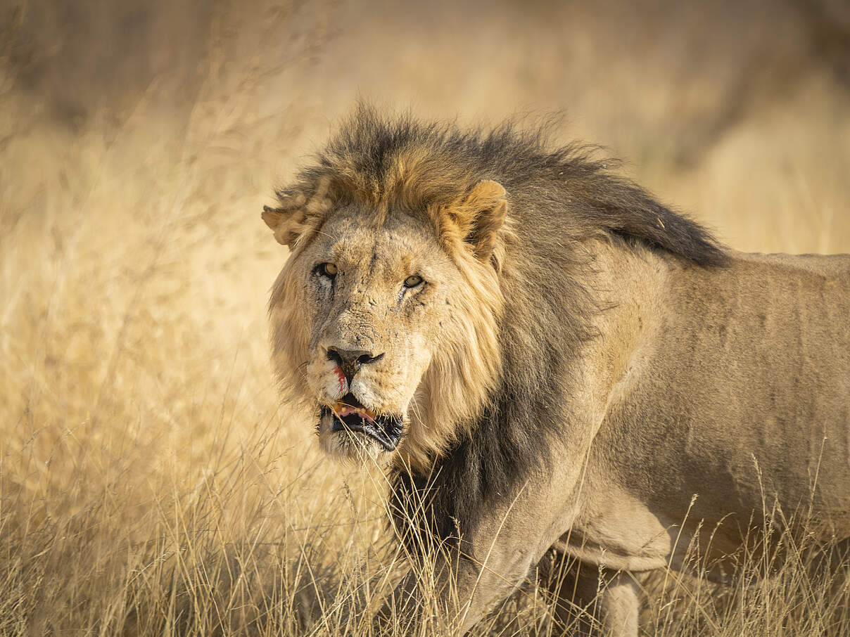 Löwe durchstreift das hohe Gras bei Hobatere, Namibia © CreativeLAB / WWF-US