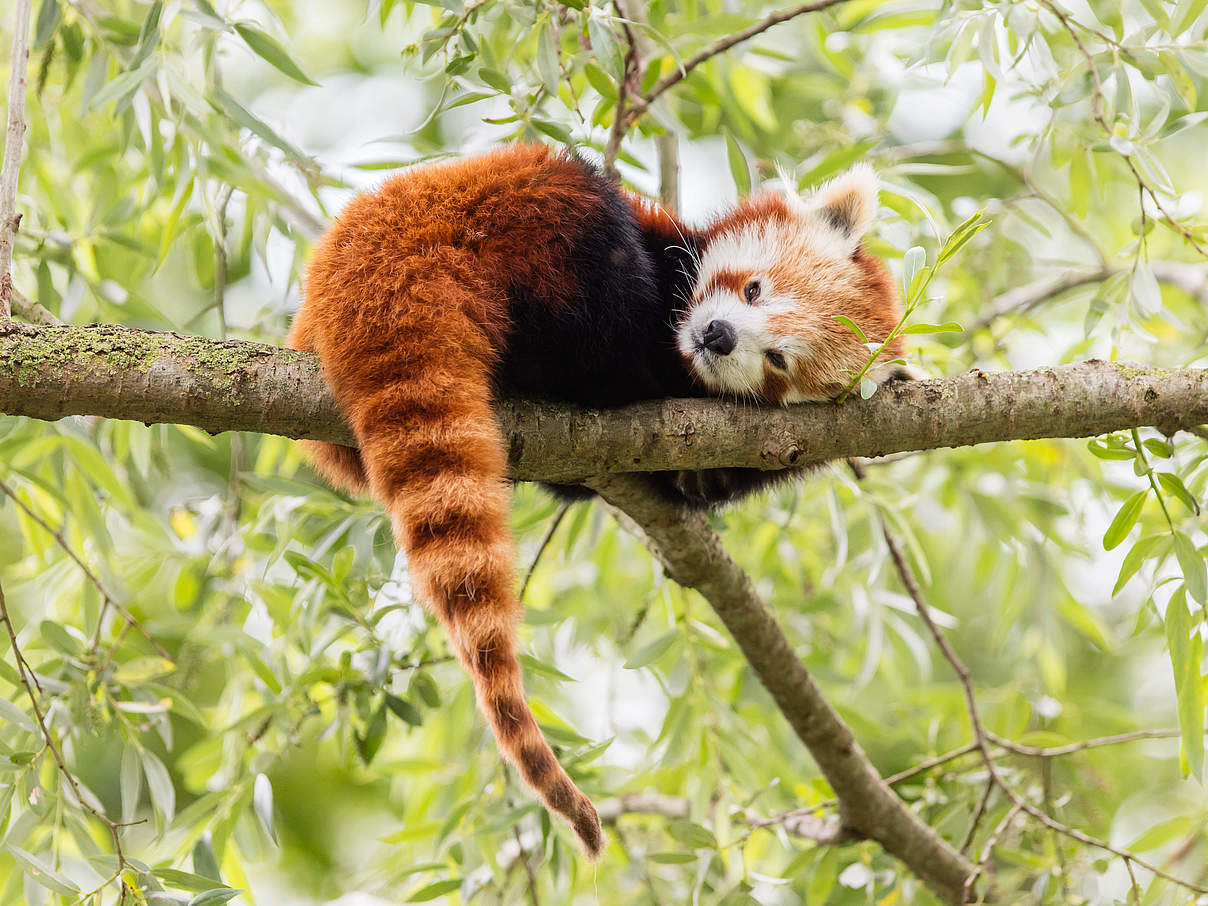 Roter Panda liegt auf einem Ast © MyImages_Micha / iStock / Getty Images