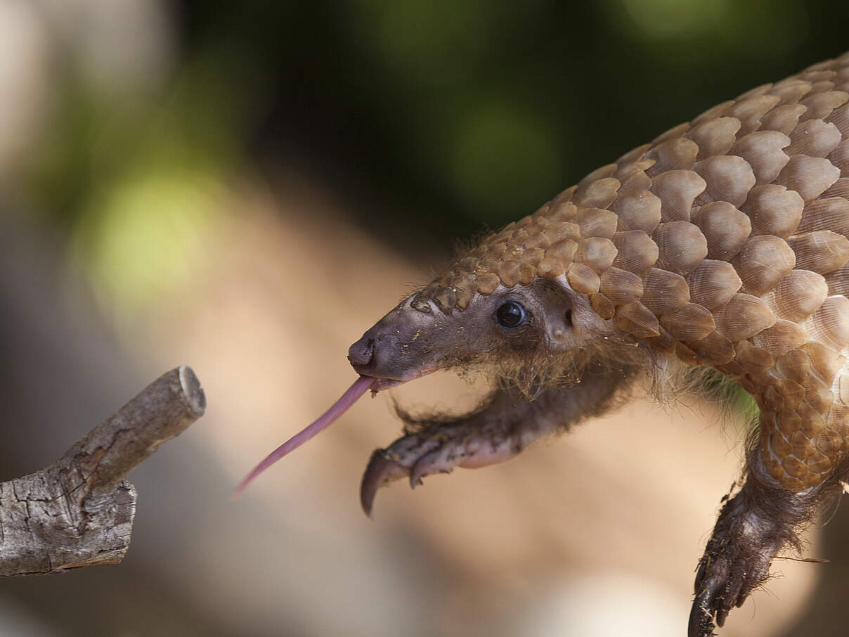Schuppentier mit ausgestreckter Zunge