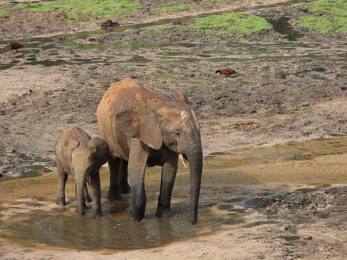 Ein Waldelefant mit seinem Jungtier in einer Wasserstelle