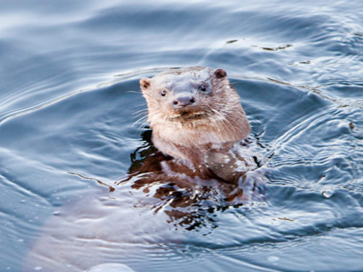 Europäischer Otter © Global Warming Images / WWF