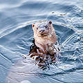 Europäischer Otter © Global Warming Images / WWF