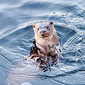 A European Otter (Lutra lutra) diving under ice on Lake Winderme