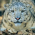 Schneeleopard © R.Isotti A Cambone Home Ambiens / WWF