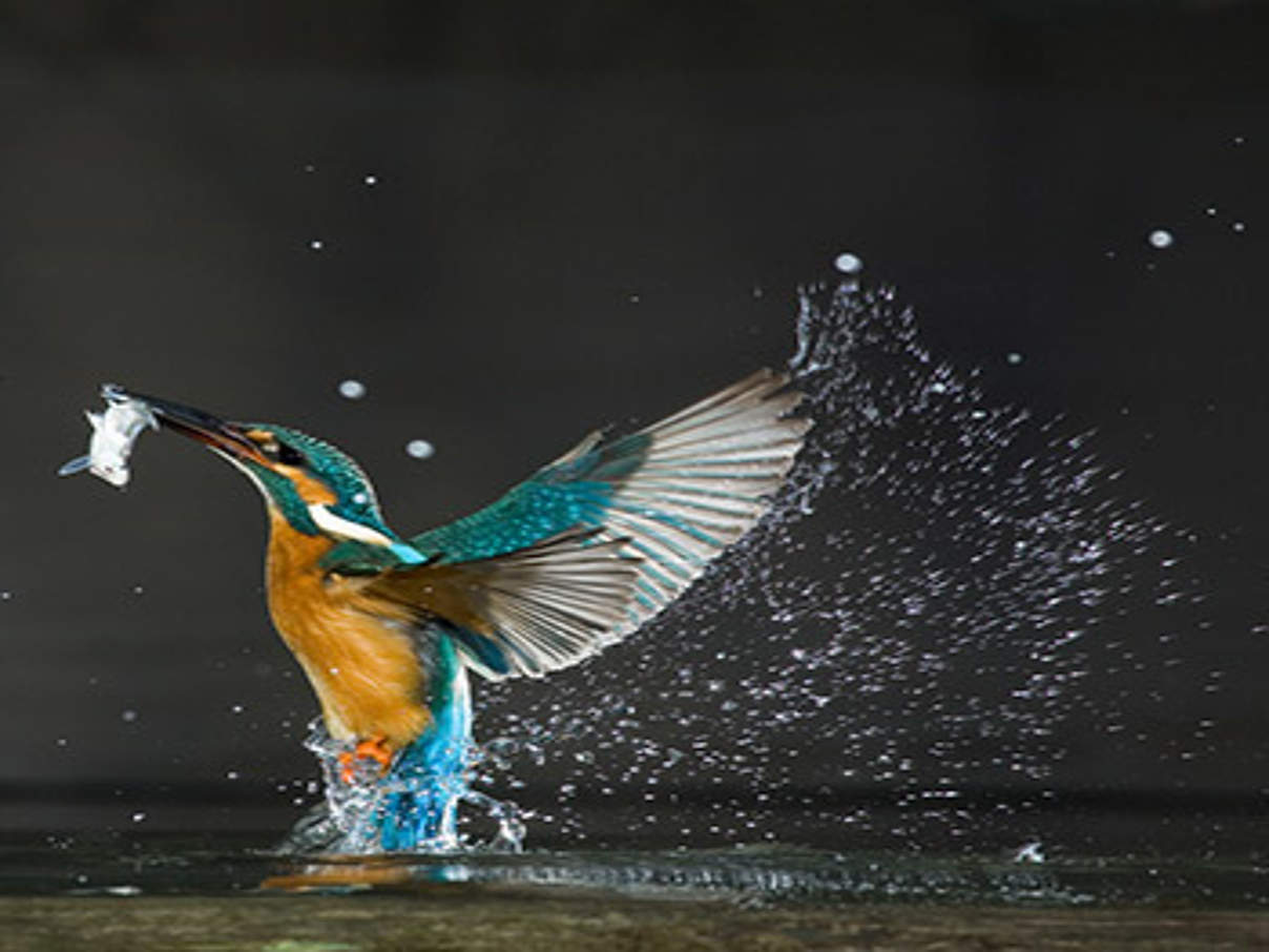 350 Eisvogel NatureAlert c Wild Wonders of Europe Novak naturepl.jpg Eisvogel © Wild Wonders of Europe Novak naturepl