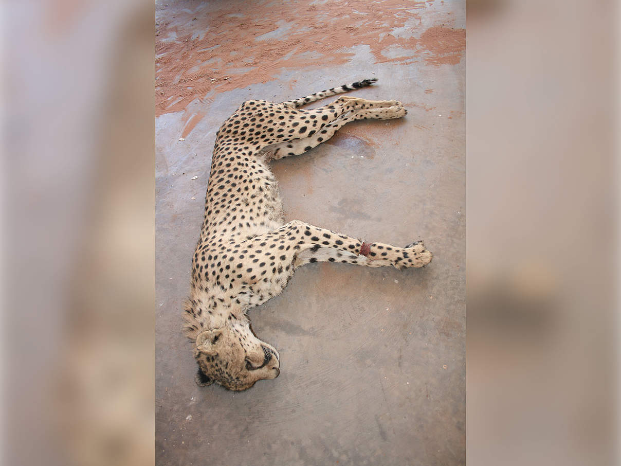 Ein Gepard wurde Opfer einer Schlingfalle © IZW / WWF