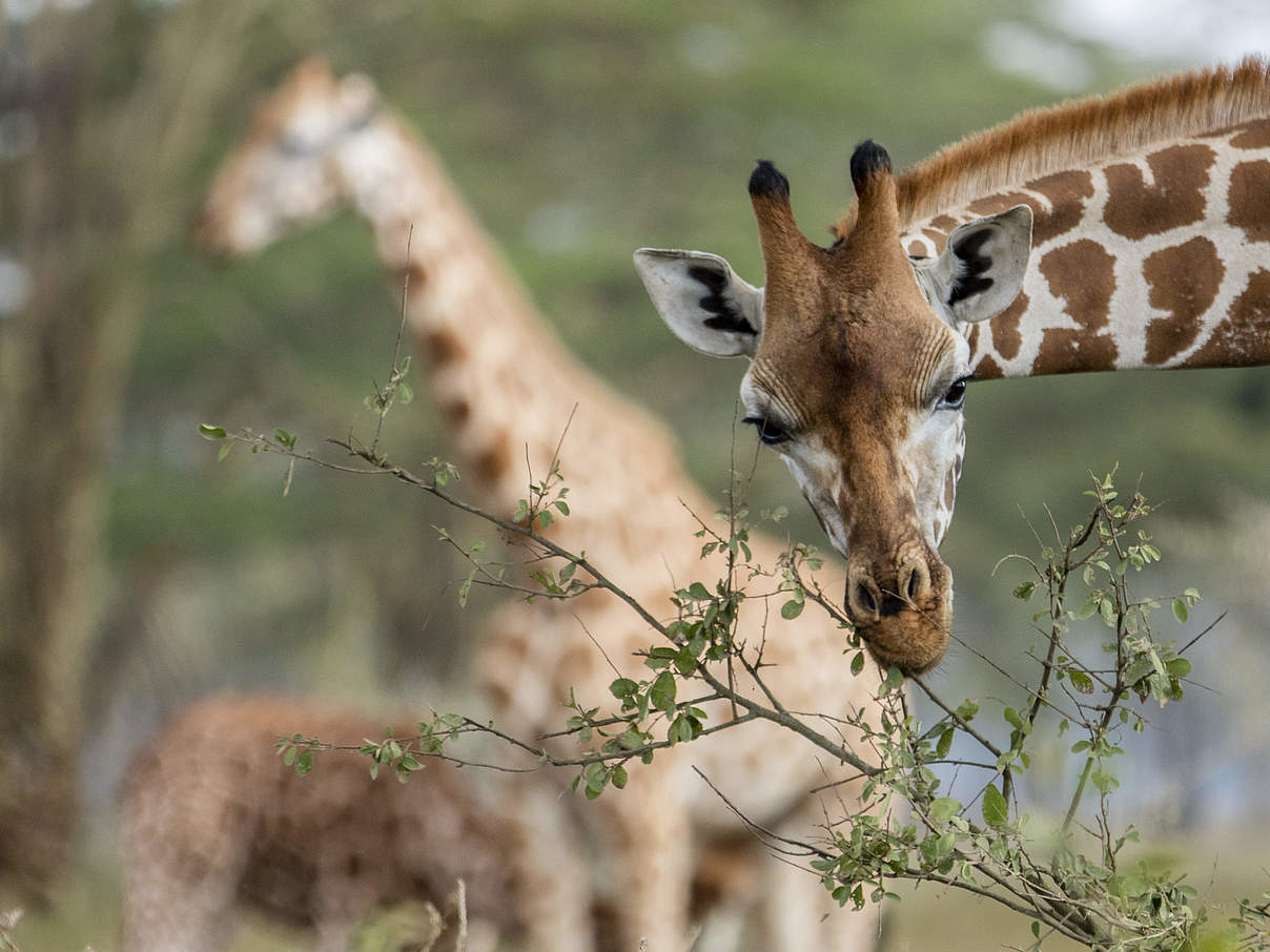 Giraffen Nationalpark Zentral Kenia WW220179 c WWF US James Morgan Giraffe im National-Park in Zentral-Kenia. © WWF-US / James Morgan