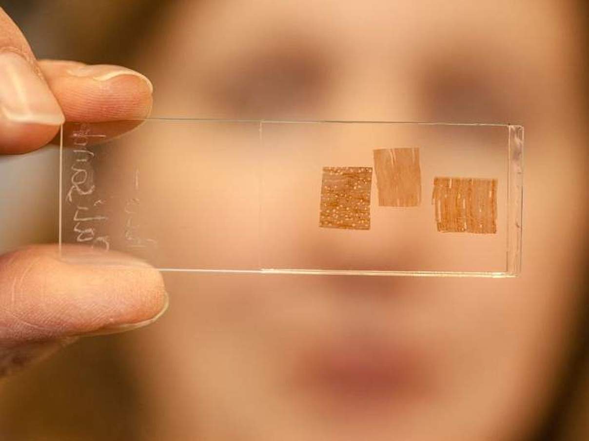 Quer- und Längsschnitt durch eine Probe zur mikroskopischen Bestimmung der Holzart © Ilja Hendel