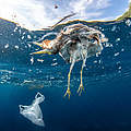 Toter Vogel umgeben von Meeresplastik © Krzysztof Bargiel / Shutterstock / WWF