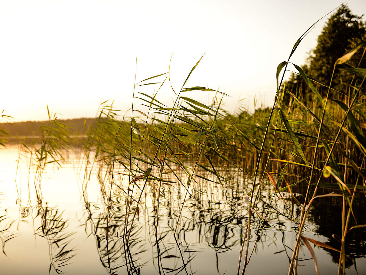 Flusslandschaft Uckermark © Peter Jelinek / WWF
