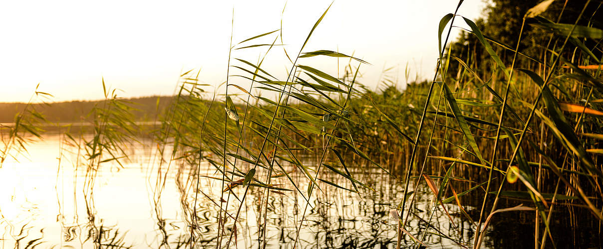 Flusslandschaft Uckermark © Peter Jelinek / WWF