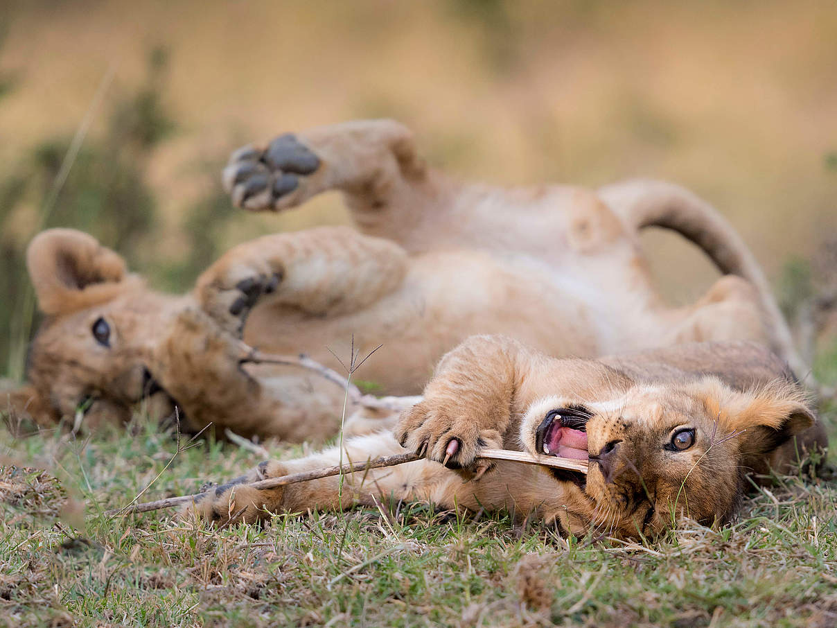 Spielende Löwen © Richard Barrett / WWF-UK