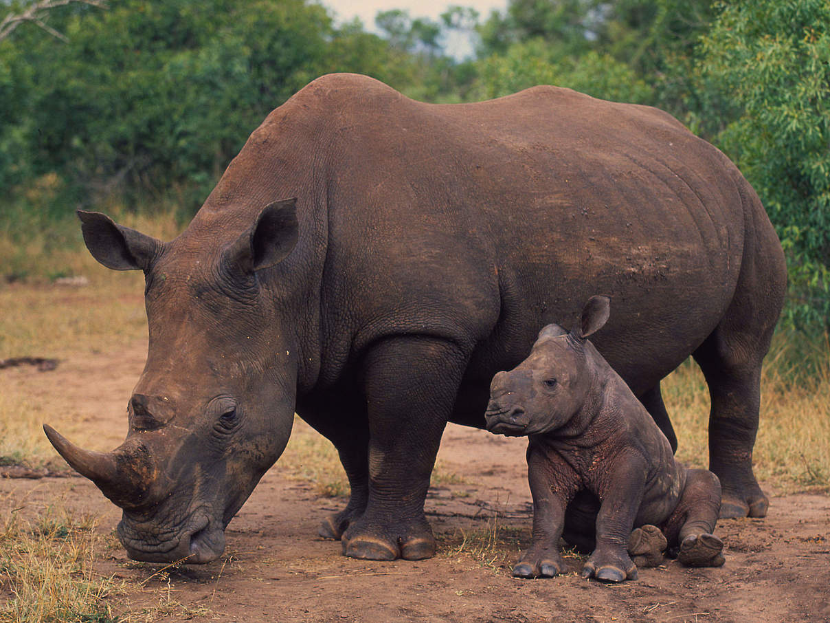 Nashorn mit Kalb © Martin Harvey / WWF