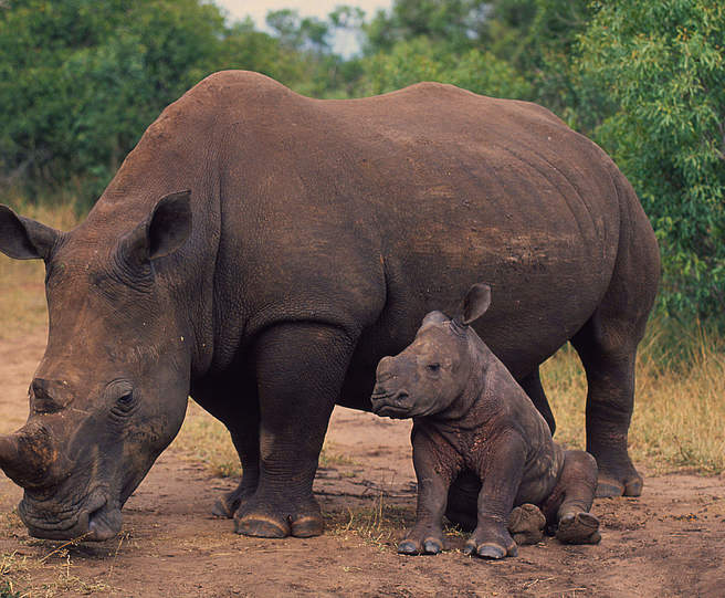 Nashorn mit Kalb © Martin Harvey / WWF