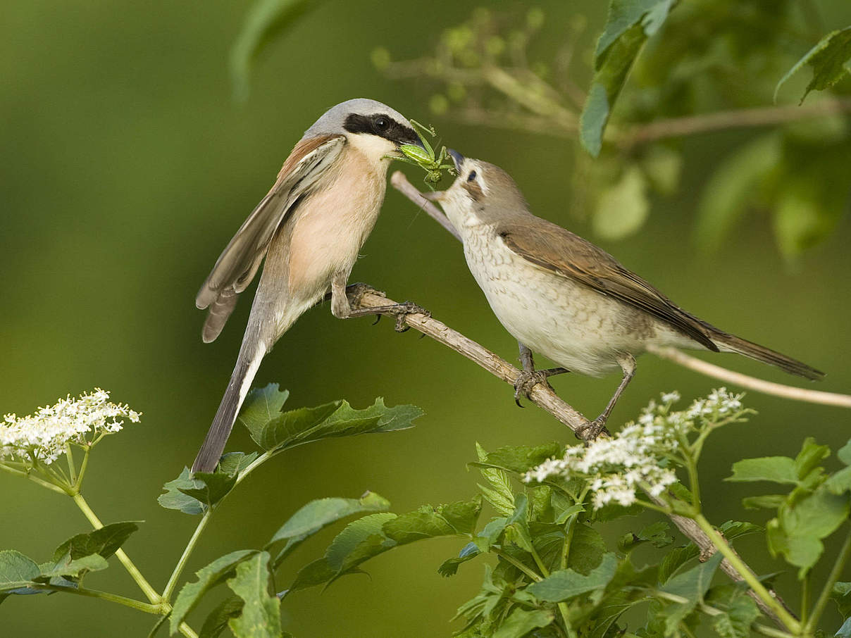 Neuntöter © Wild Wonders of Europe / Dietmar Nill / WWF