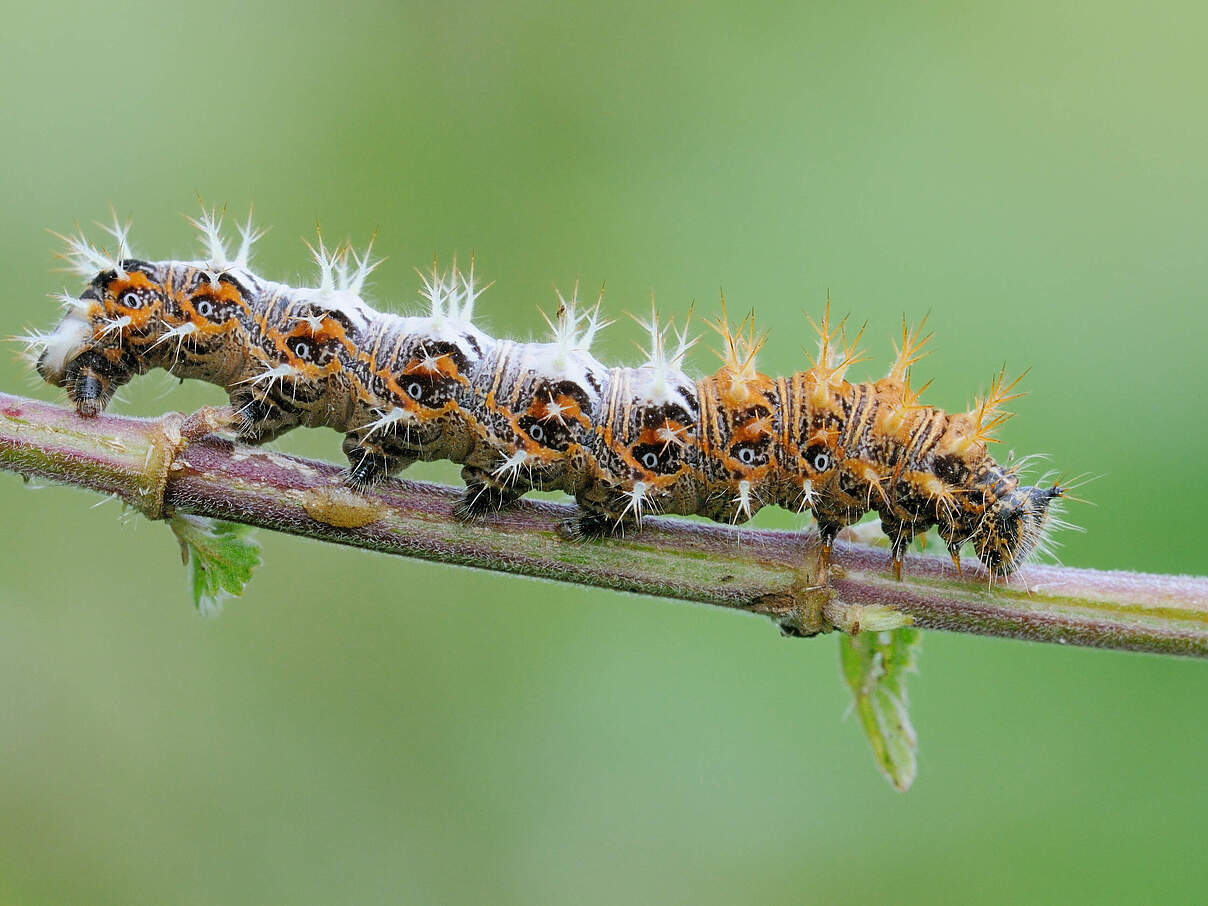 C-Falter Raupe mit Dornen