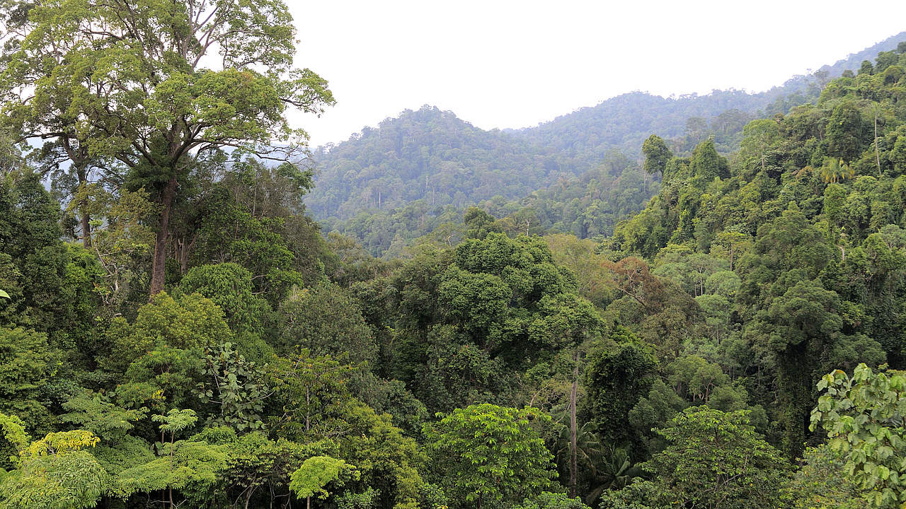 Sumatra-Regenwald © Fletcher & Baylis / WWF-Indonesia