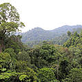 Sumatra-Regenwald © Fletcher & Baylis / WWF-Indonesia