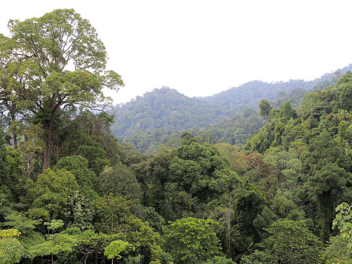 Sumatra-Regenwald © Fletcher & Baylis / WWF-Indonesia