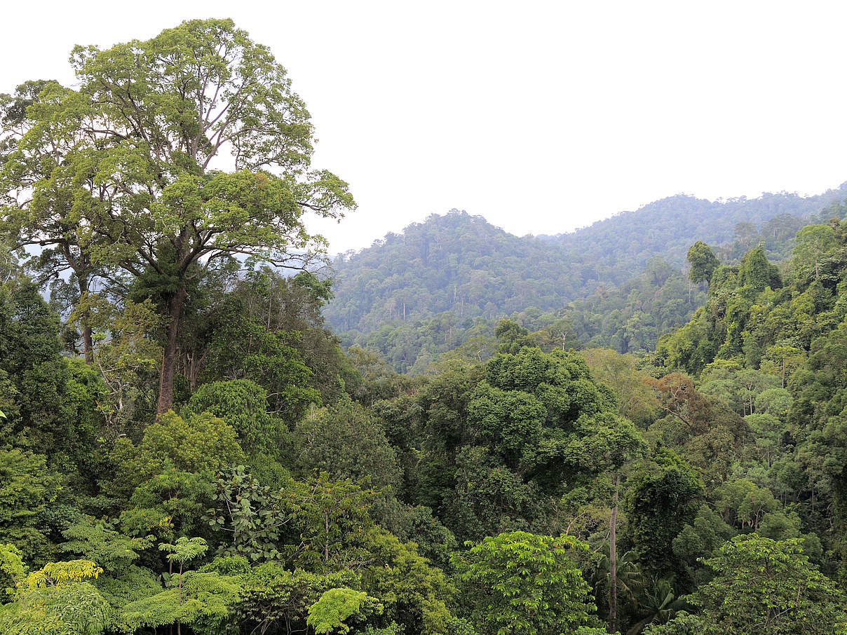 Sumatra-Regenwald © Fletcher & Baylis / WWF-Indonesia