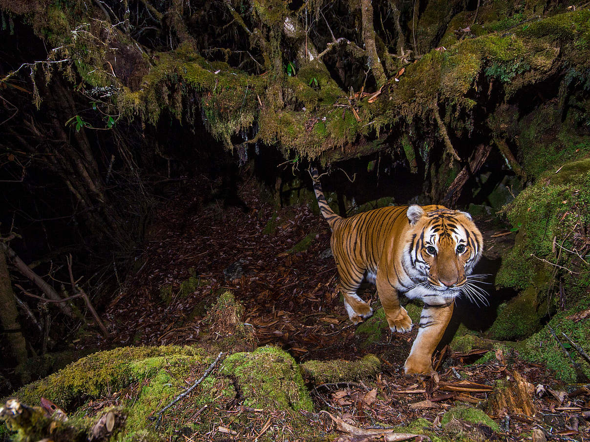 Tiger in der Kamerafalle in Bhutan © Emmanuel Rondeau / WWF UK