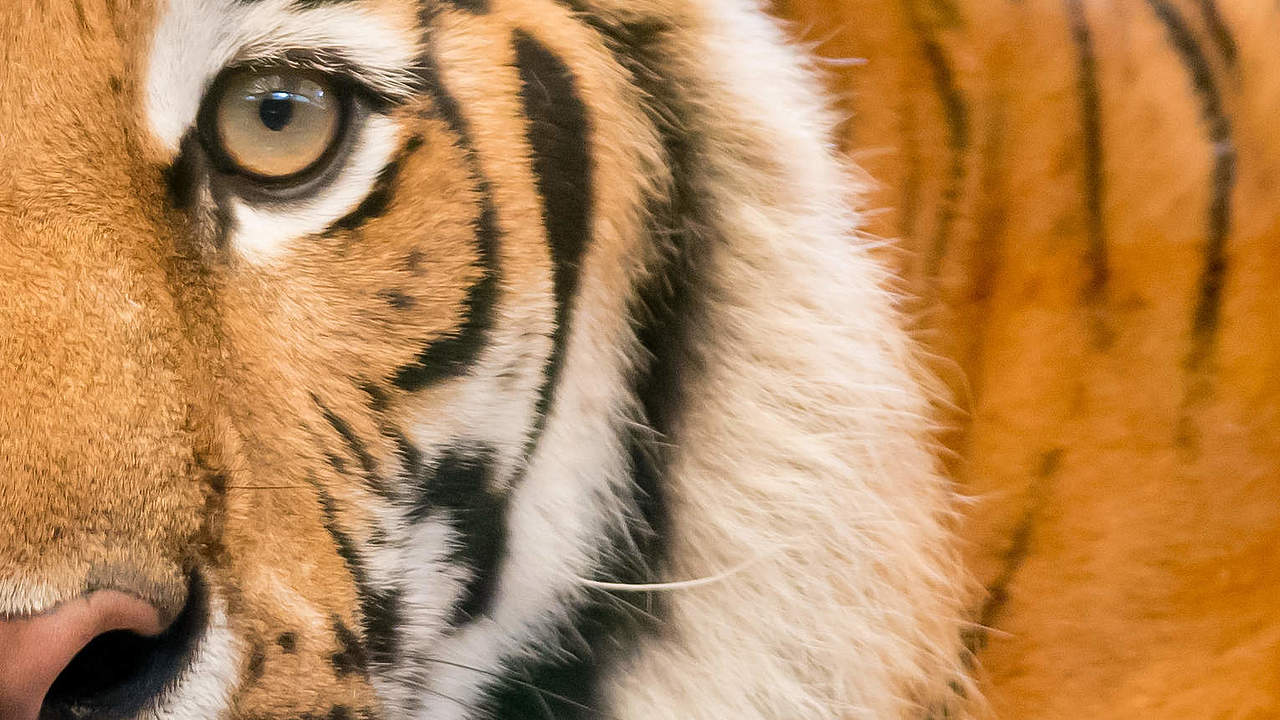 Tiger © ThinkstockPhotos