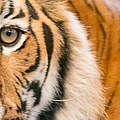 Tiger © ThinkstockPhotos