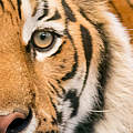 Tiger © ThinkstockPhotos