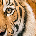 Tiger © ThinkstockPhotos