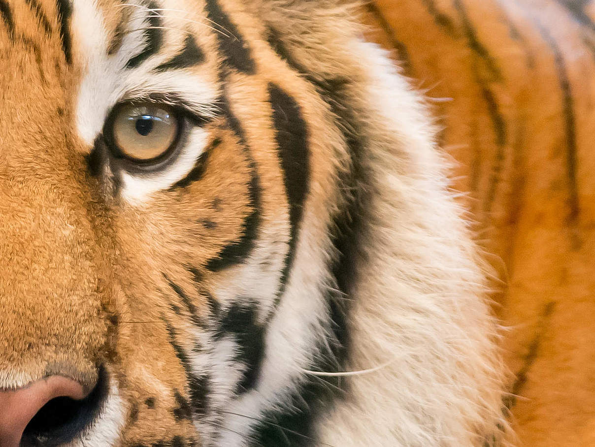 Tiger © ThinkstockPhotos