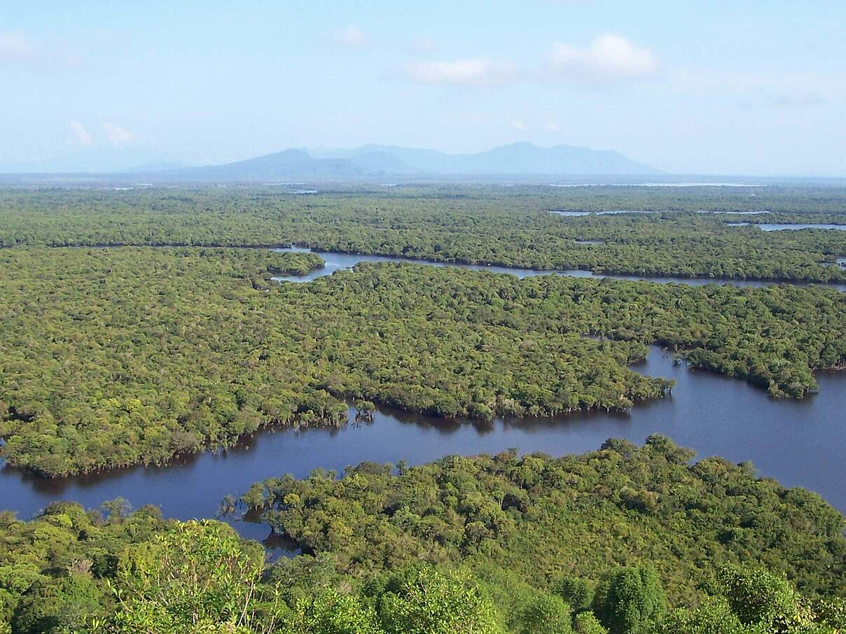 Westkalimantan © Budi Suryansyah / WWF Indonesien