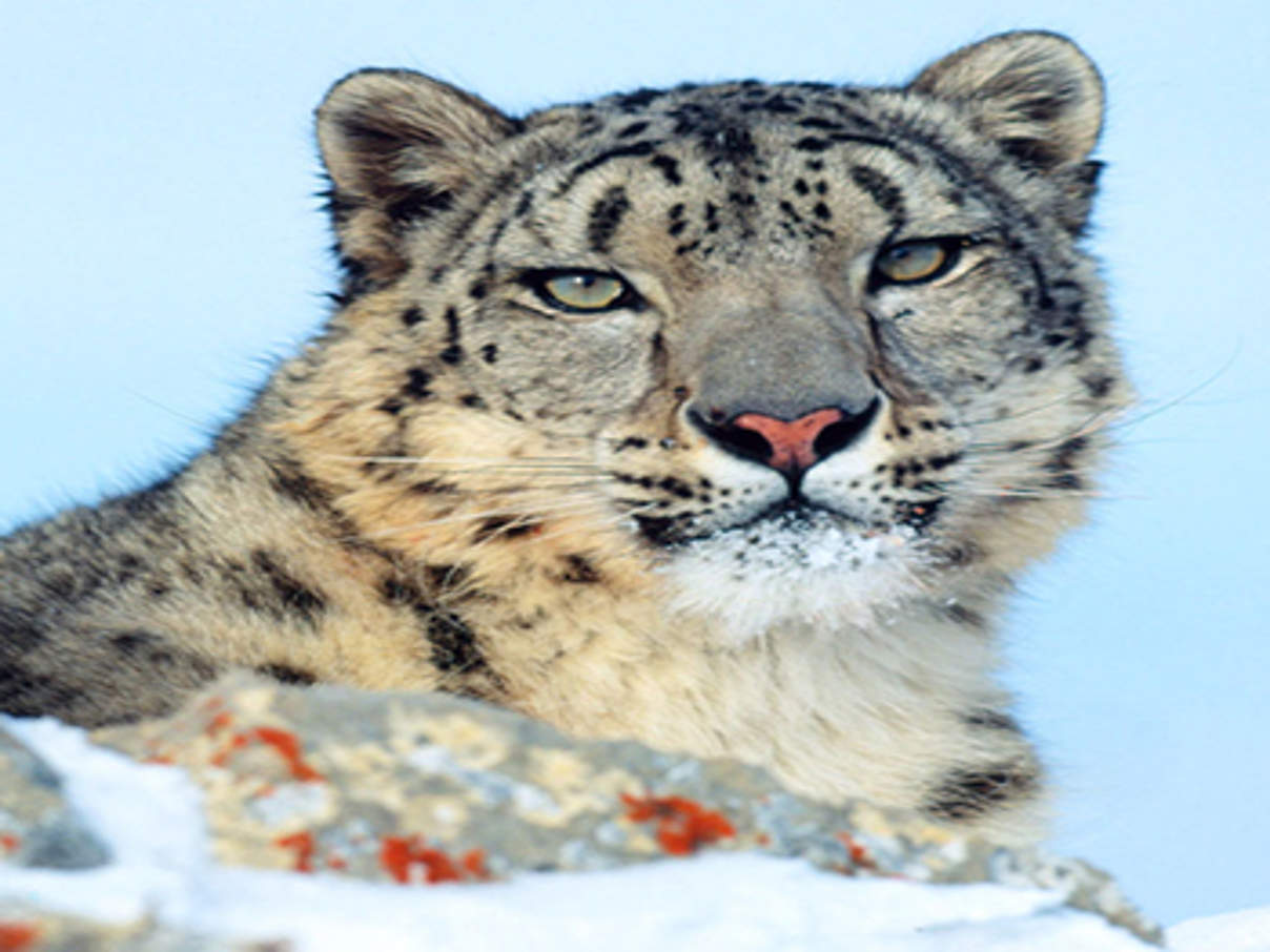 Schneeleopard © Klein & Huber / WWF