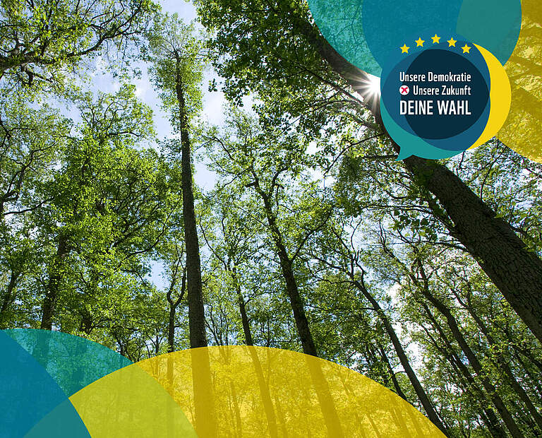 Europawahl 2024: Wald © wild wonders of european / mark hamblin / wwf