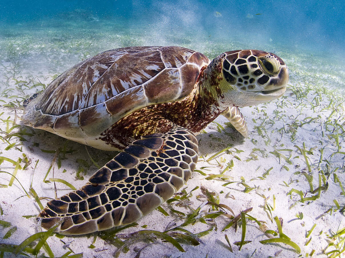 Grüne Meeresschildkröte (Chelonia mydas) © Antonio Busiello / WWF US