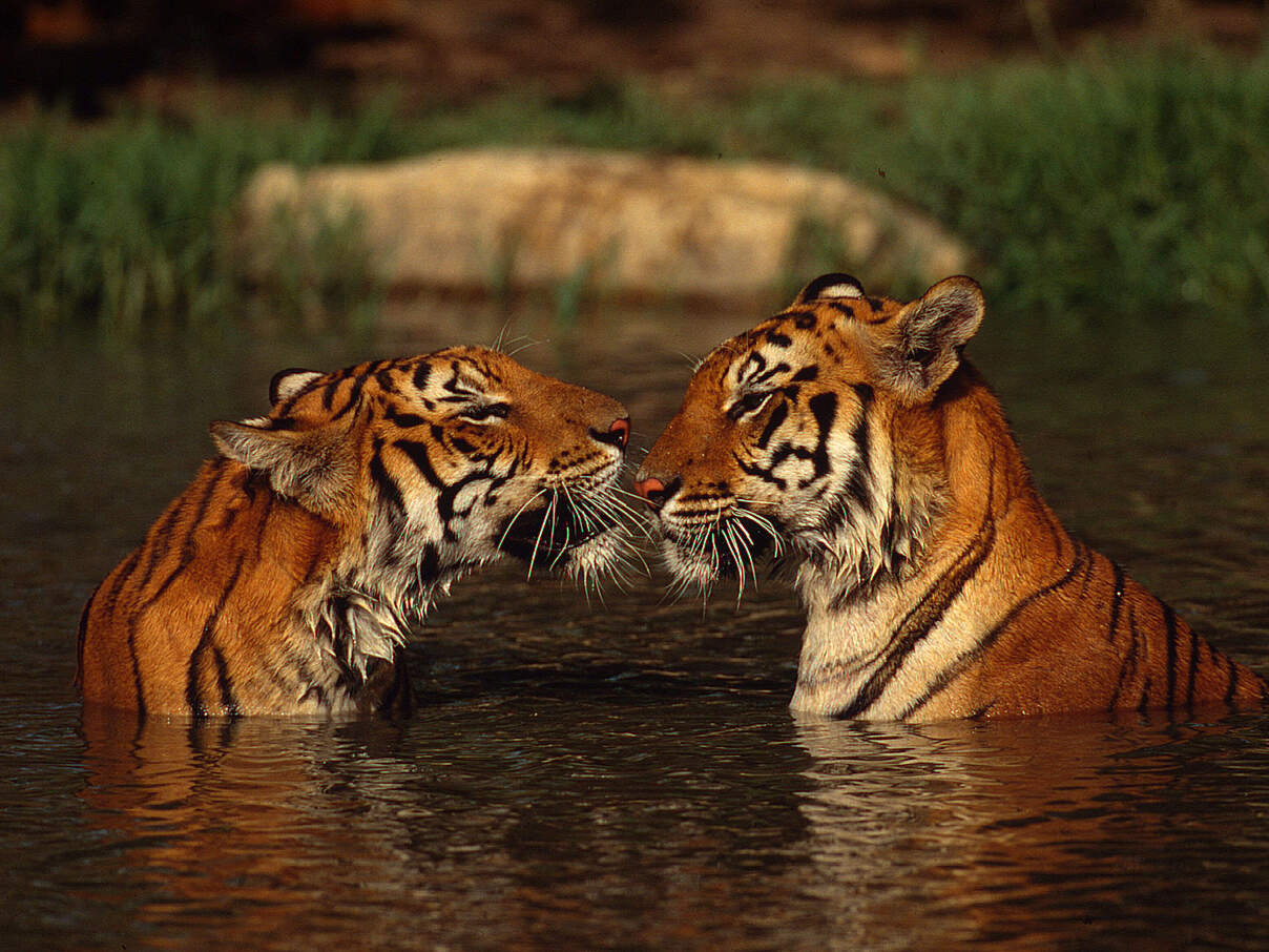 Indische Tiger im Fluss © Martin Harvey WWF