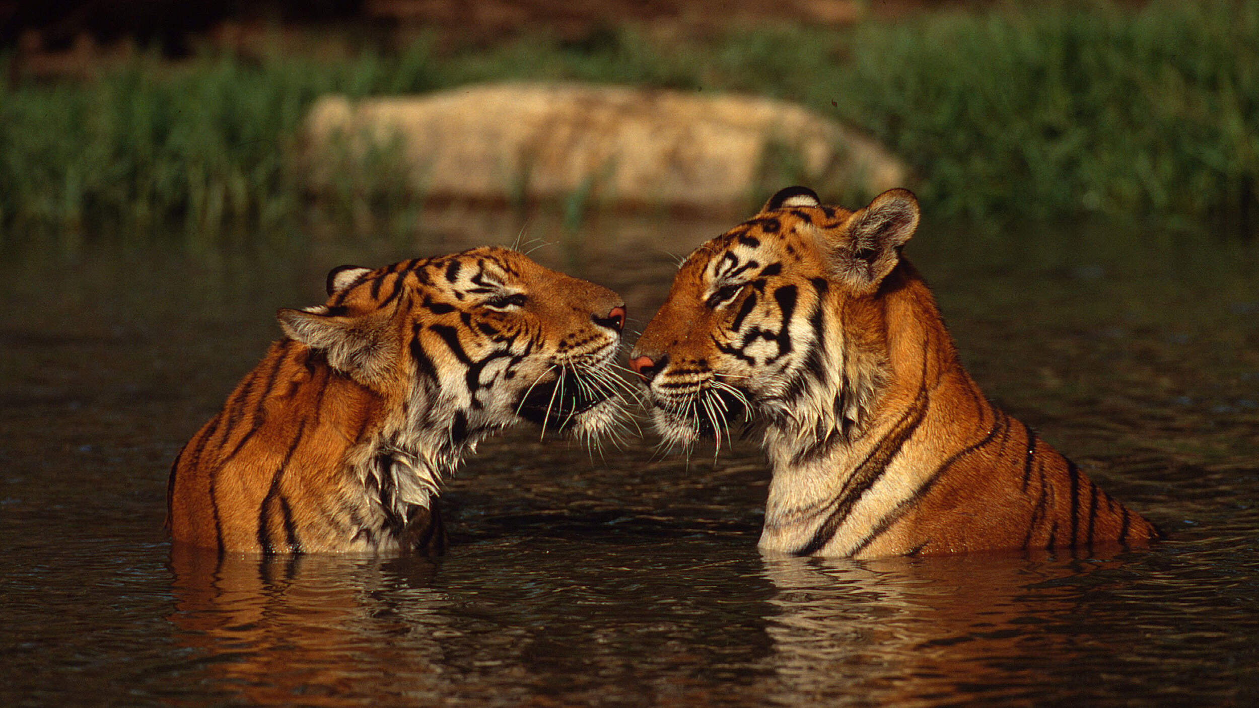 Indische Tiger im Fluss © Martin Harvey WWF