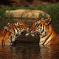 Indische Tiger im Fluss © Martin Harvey WWF